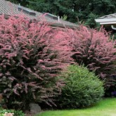 Rose Glow Japanese Barberry